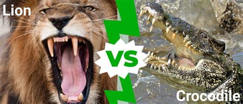 Lion vs Crocodile: Who Would Win in a Fight? - A-Z Animals