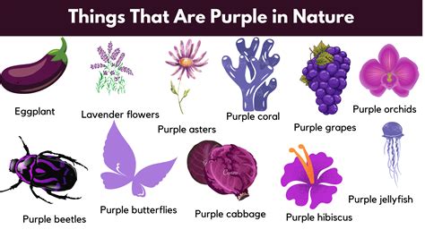 Things That Are Purple | Naturally Purple Things - GrammarVocab