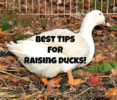 Best Tips For Raising Ducks - Timber Creek Farm | Raising ducks ...