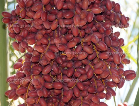 Date palm fruit — Stock Photo © nizami #12883993