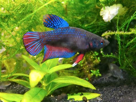 Imbellis bettas are super underrated! : r/bettafish