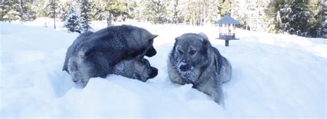 Norwegian and Swedish Elkhound Puppies