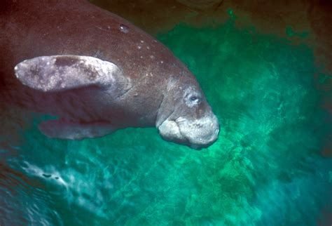 Manatee (3), NPSPhoto | Everglades National Park | Flickr