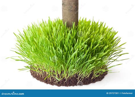 Tussock Grass with a Tree Trunk Stock Image - Image of tussock, lawn: 29727301