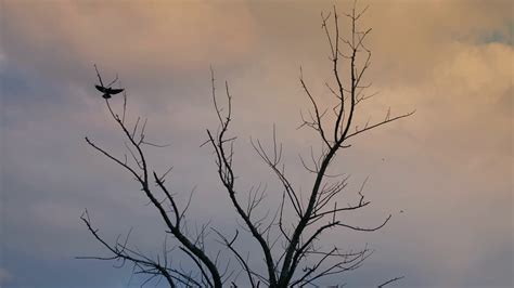 Raven Flying Slowly From Dry Tree At Sunset Stock Footage SBV-348481473 ...