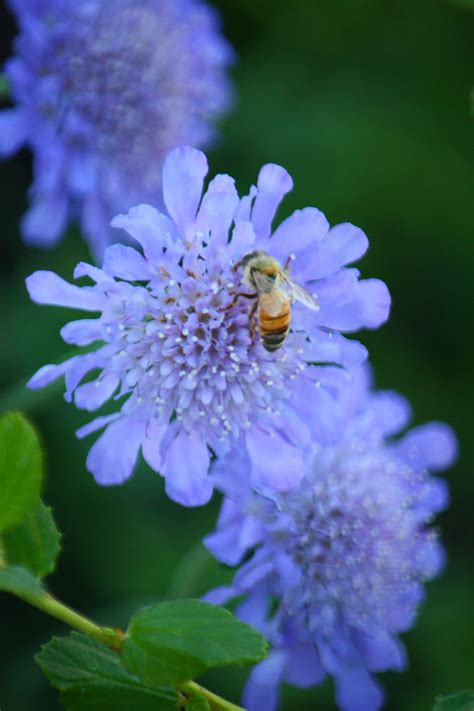 Honey Bee On A Pinchushion Flower Free Stock Photo - Public Domain Pictures