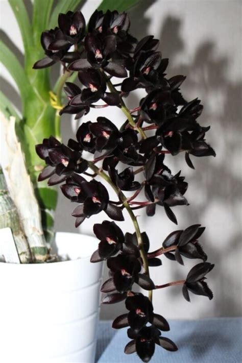 Buy Black Orchid Online | Purchase Black Orchids | Buy Catasetum Online