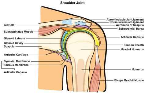 Shoulder Anatomy | Specialist | Sugar Land, Pearland, Houston, TX