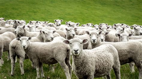 Integrating Sheep into Organic Production | EcoFarming Daily