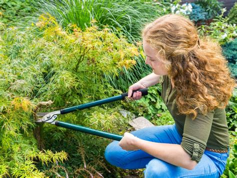 Pruning Japanese Maples: When And How To Prune a Japanese Maple