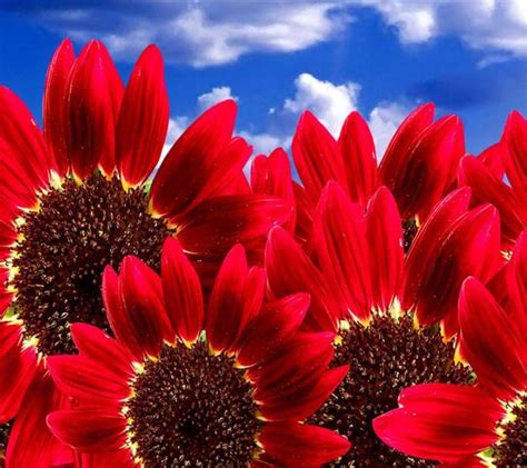 Red Sunflower Field Wallpaper - Download to your mobile from PHONEKY