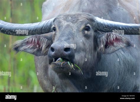 Bubalus arnee horns hi-res stock photography and images - Alamy