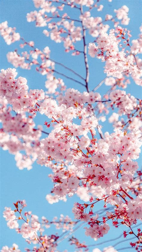 Cherry blossoms! | Cherry blossom wallpaper, Cherry blossom japan, Sakura tree