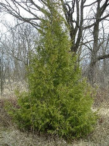 Northern White Cedar - Medicinal Herb Info