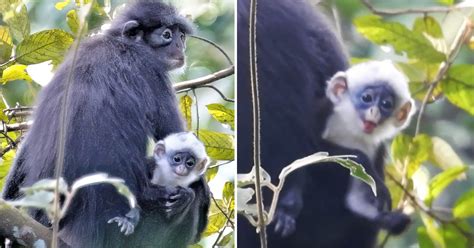 Rare Raffles' banded langur baby in S'pore winks & sticks out tongue at ...