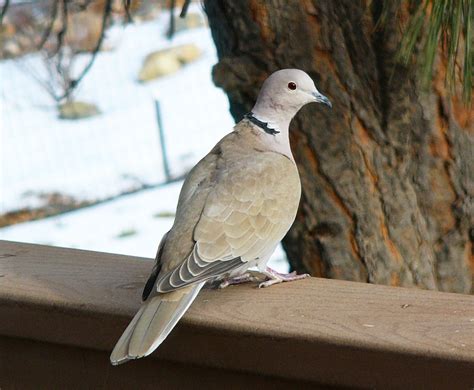 Eurasian Collared Dove Facts, Range, Habitat, Diet, Pictures