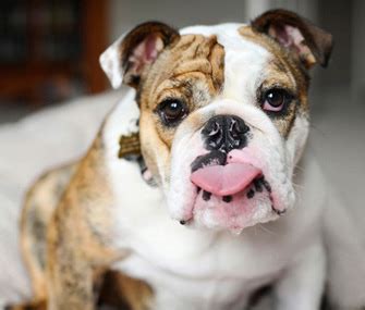 Most Popular Bulldog Names - Vetstreet | Vetstreet