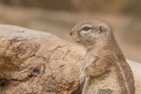 Gophers Rodent Animal Prairie · Free photo on Pixabay