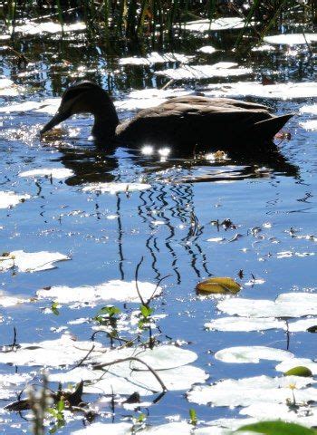 Pacific Black Duck amongst the reeds. https://www.facebook.com/EllyJackmanPhotography Gold Coast ...