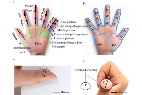 Human hand geometry. a anatomical terms of human hand, b 16 hand ...