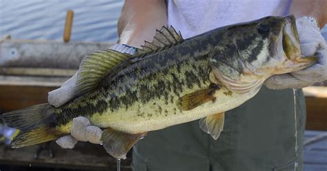 FWC surveys state bag limits for largemouth bass