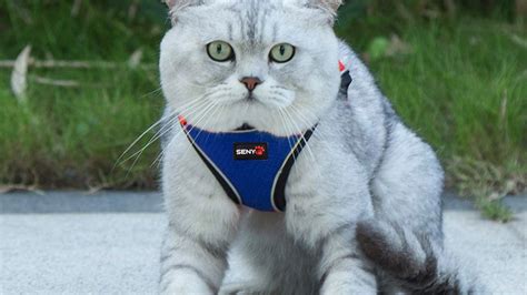 Best 5 Cat Harnesses For No Escapes In 2019