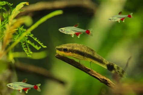 Bloodfin Tetra Care, Feeding And Tank Mates | Life Of Fish