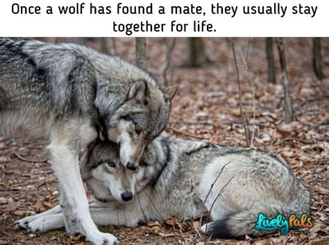 Timber Wolf 10 Facts