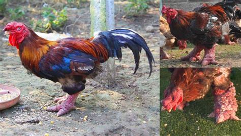 Top 8 Rare Chicken Breeds (With Pictures)