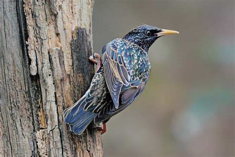 10 Interesting Facts About Starlings - Bird Feeder Hub