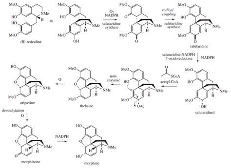 CHEMISTRY: MORPHINE