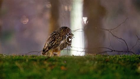 Flaco the Owl Caught on Camera After Leaving Zoo Enclosure - The New ...