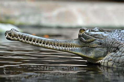 The long snouted Indian crocodile: Gharial conservation success – CFACT