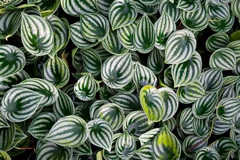 Watermelon Peperomia Care at Home: Your Complete Guide - Petal Republic