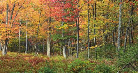 Temperate Forests – State of North America's Birds 2016