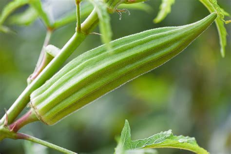 Types of Okra - Food Gardening Network