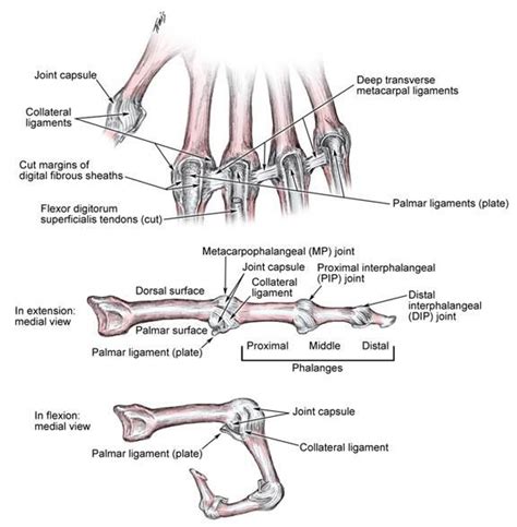 Metacarpophalangeal and Interphalangeal Ligament Anatomy: Overview, Gross Anatomy, Microscopic ...