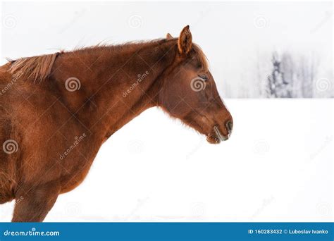 Brown Horse on Snow Field, Blurred Trees in Background, Detail on Head ...