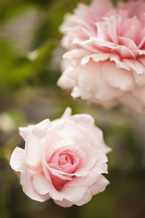 The Sweetheart Rose Has Delicate Pink Blooms With a Honeyed Fragrance | Container gardening ...