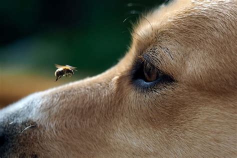 Bee Stings in Dogs: What to Do? | New Hope vets