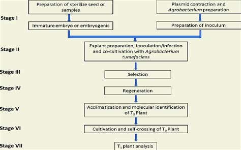 The protocol of Agrobacterium-mediated transformation. | Download Scientific Diagram