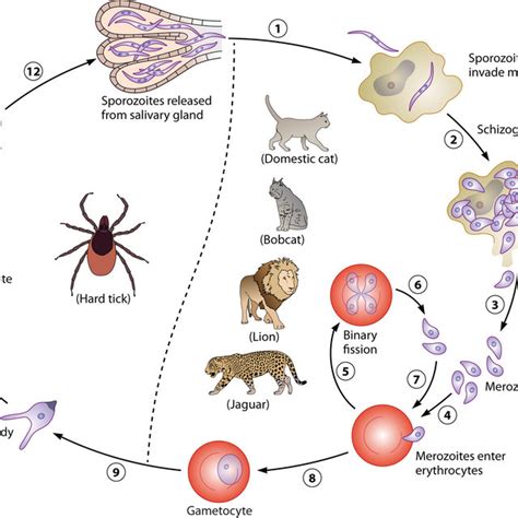 Dermacentor Variabilis Life Cycle