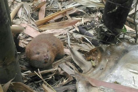 Bamboo Rat, Dampa Tiger Reserve, Mizoram | Conservation India