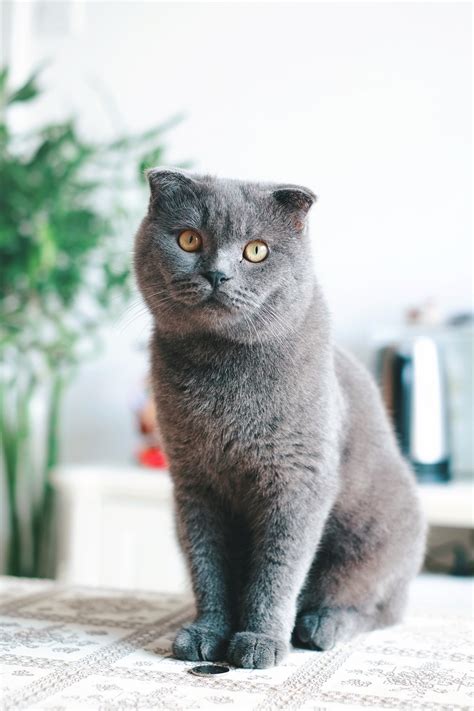 Free Images : vertebrate, fauna, whiskers, chartreux, british shorthair, cat like mammal, small ...