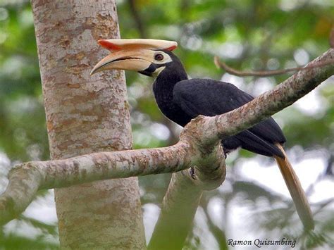 Palawan hornbill - Alchetron, The Free Social Encyclopedia