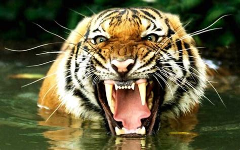 Tiger Teeth: Biology, Folklore and Conservation - The Tiniest Tiger