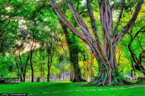 Banyan-Tree-in-Lumpini-Park-Bangkok-Thailand | Banyan tree, Thailand tourism, Bangkok thailand