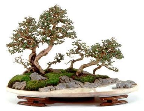 Penjing, Landscapes in Miniature | Bonsai.ie