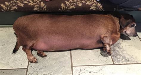 Morbidly plump Texas wiener dog loses weight and ‘Fat Vincent’ name – EMTV Online