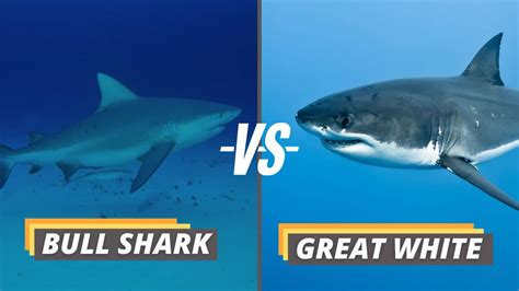 Bull Shark vs Great White - What's the Difference? - Fished That